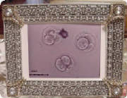 embryosresizedrs.jpg